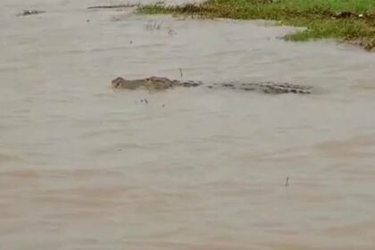 ಮಲಪ್ರಭಾ ನದಿಯಲ್ಲಿ ಮೊಸಳೆ ಪ್ರತ್ಯಕ್ಷ